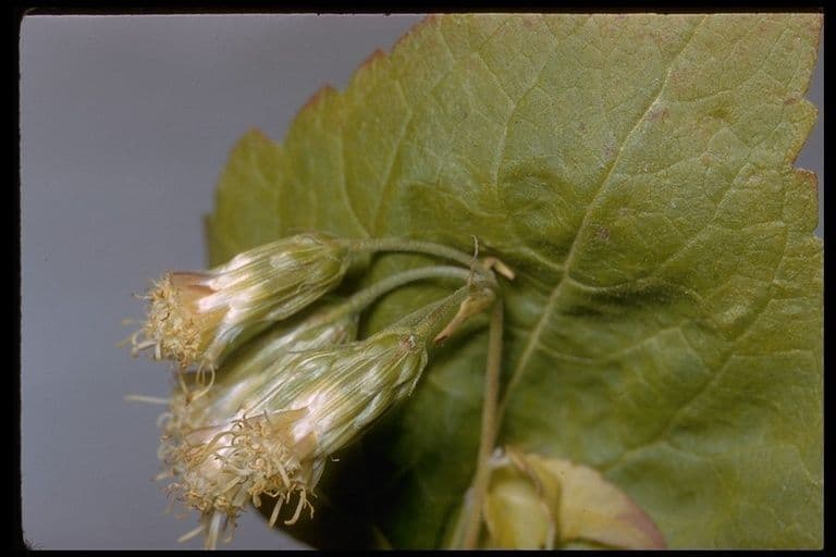 Brickellia grandiflora 4