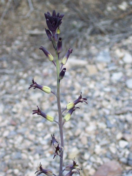 Streptanto cordato 4