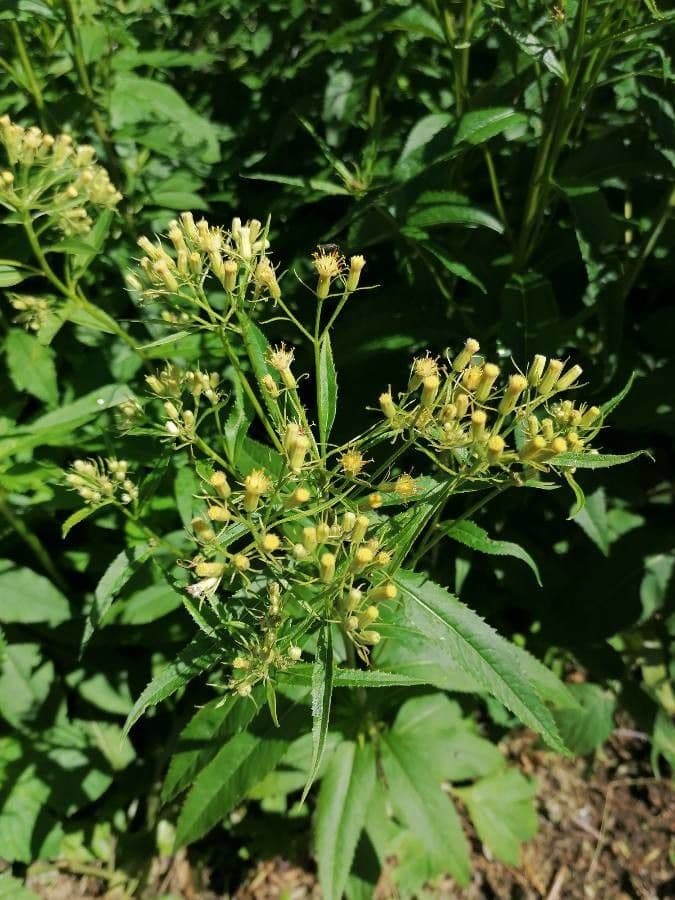 Senecio 7