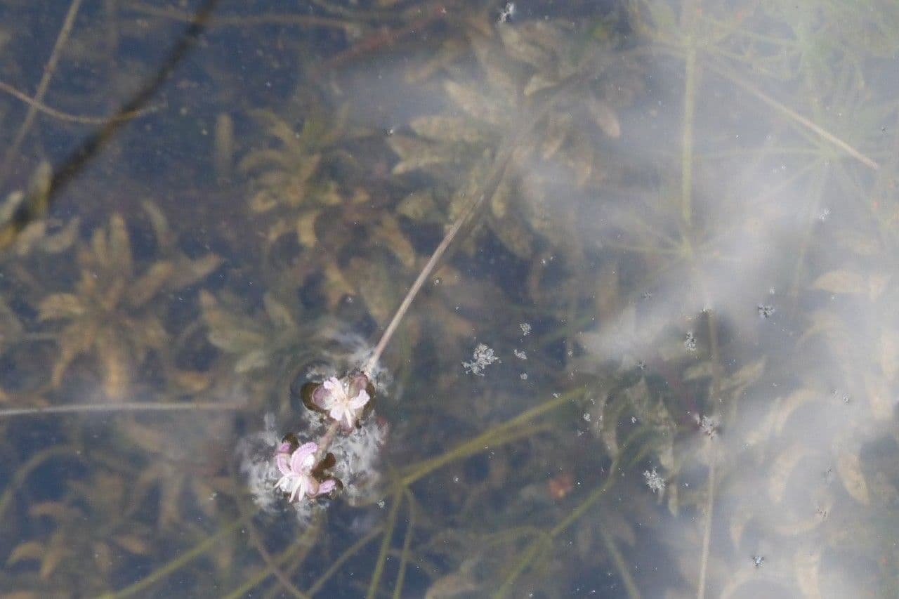 Schmalblättrige Wasserpest 3