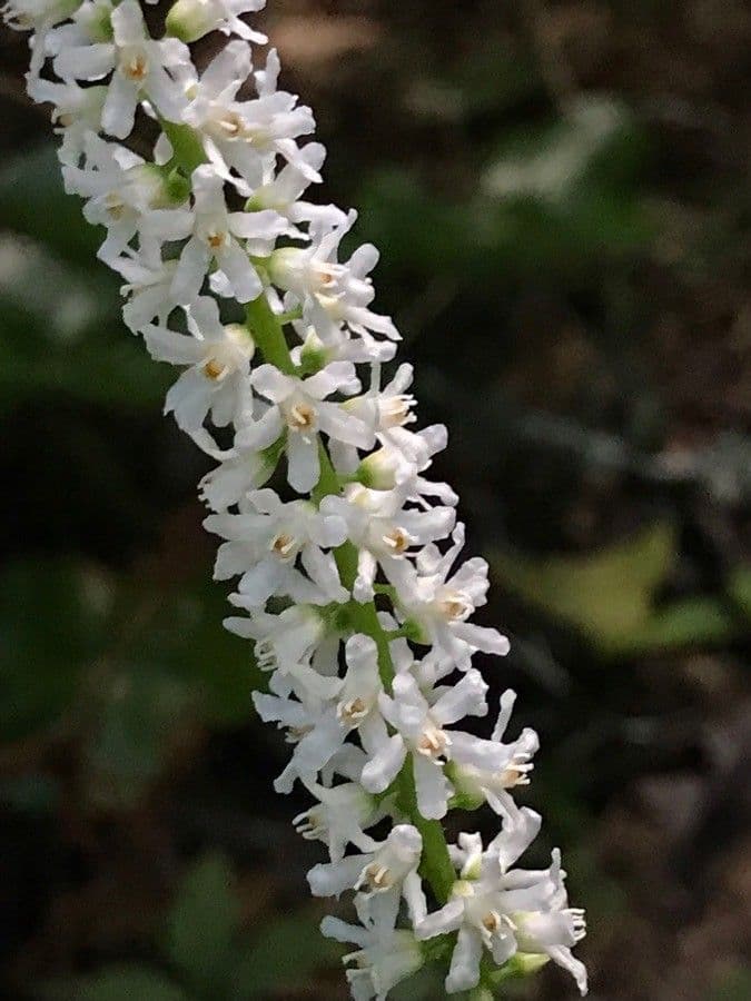Galax urceolata 4