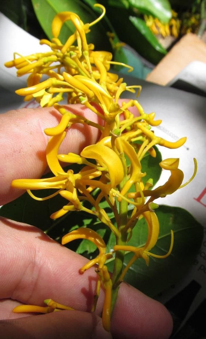 Vochysia guatemalensis 19