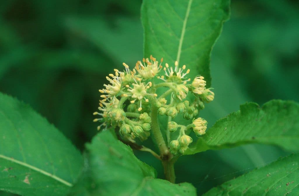 Penthorum sedoides 7