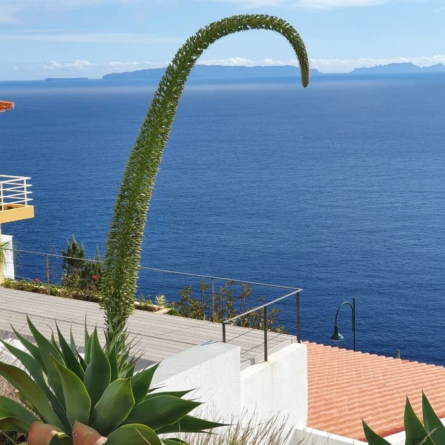 Agave lanuginosa 7