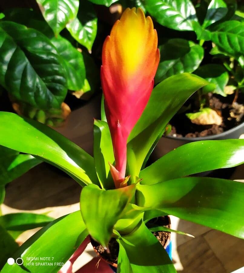 Vriesea 10
