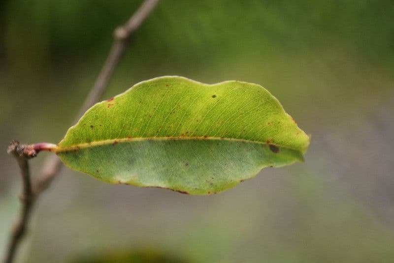Syzygium 6