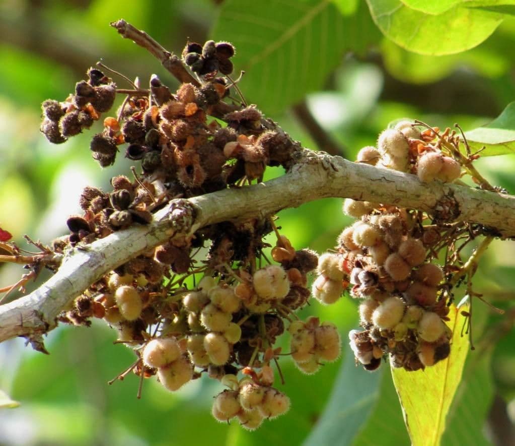 Curatella americana 4