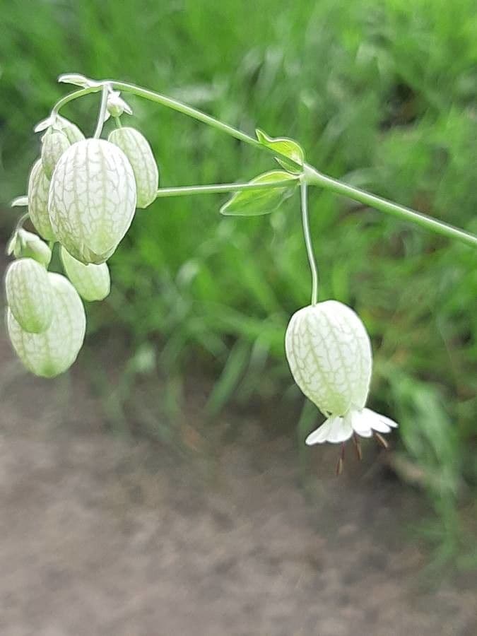 Silene común 28