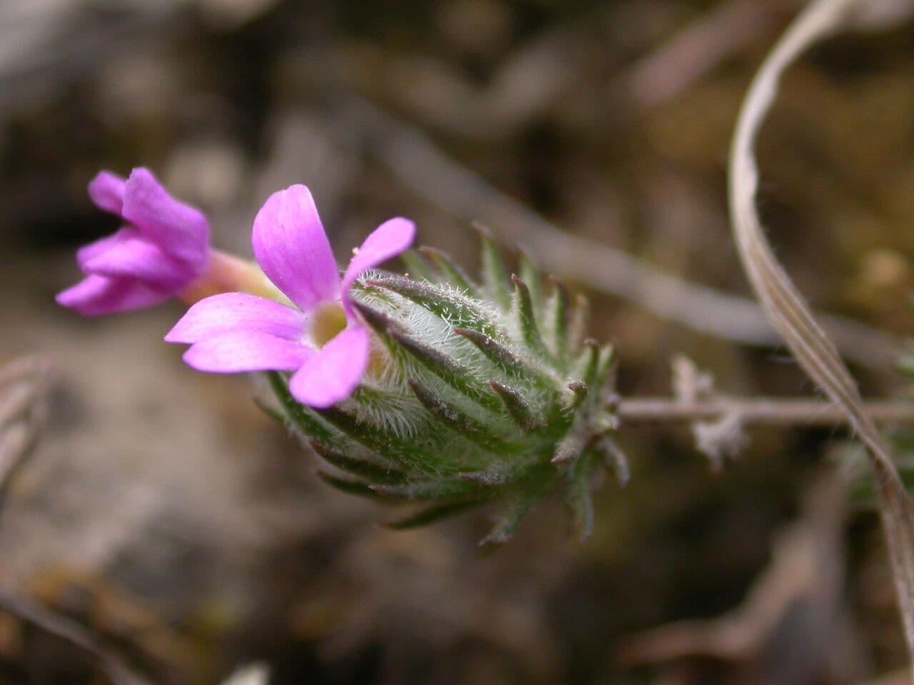 Hemiphragma 4