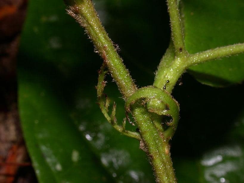 Dichapetalum 9