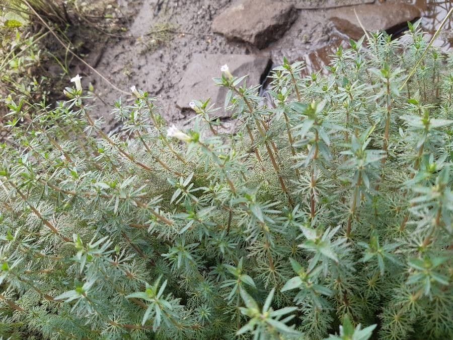 Limnophila
