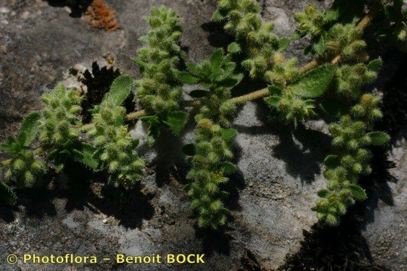 Herniaria 5