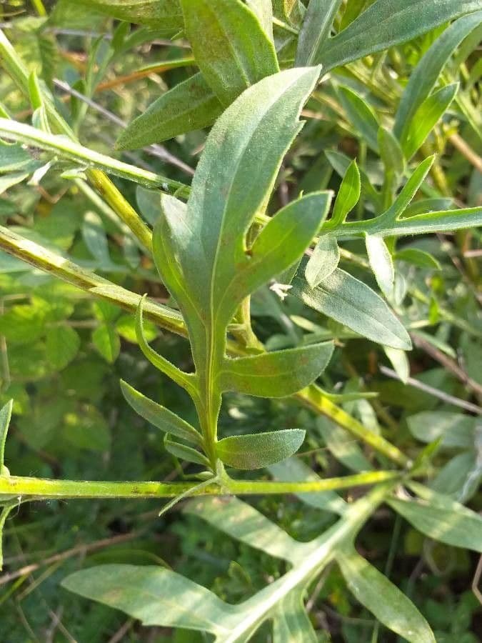 Centaurea vedovina 18