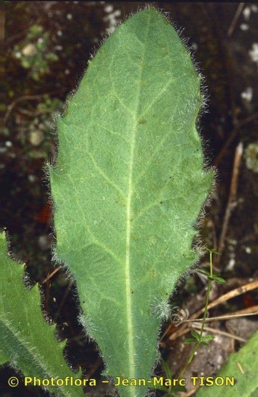 Hieracium 3