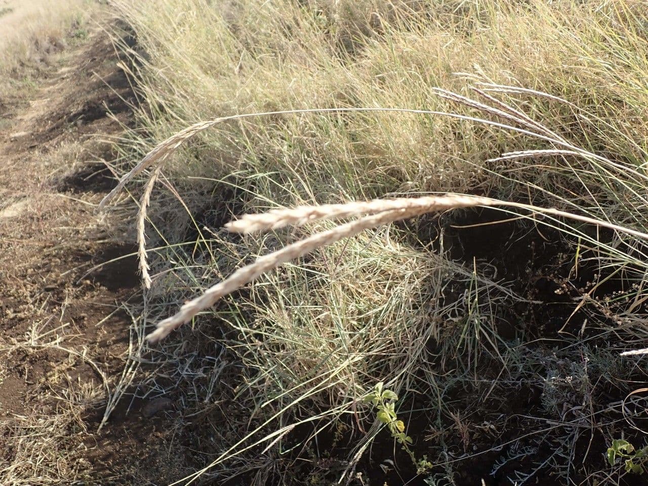 Ischaemum 19