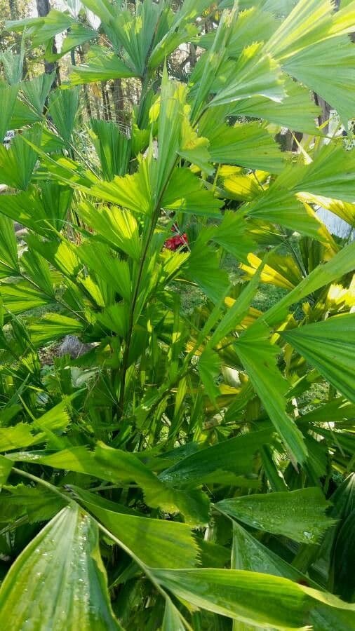 Palmier queue de poisson 12