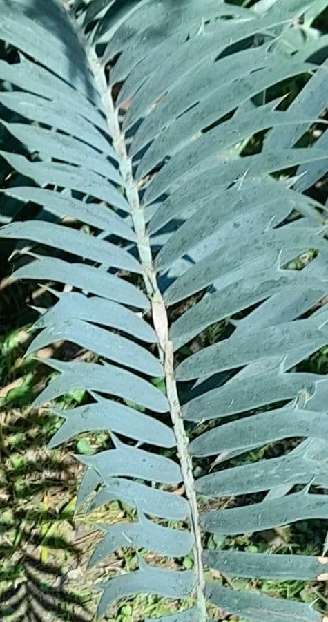Cycad 6