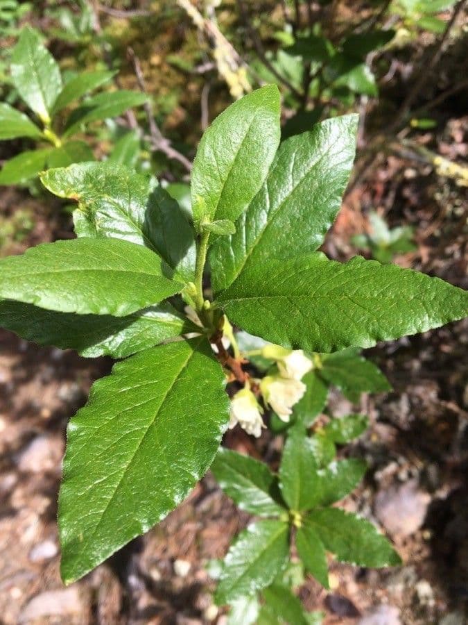 Rododendro albiflorum 14