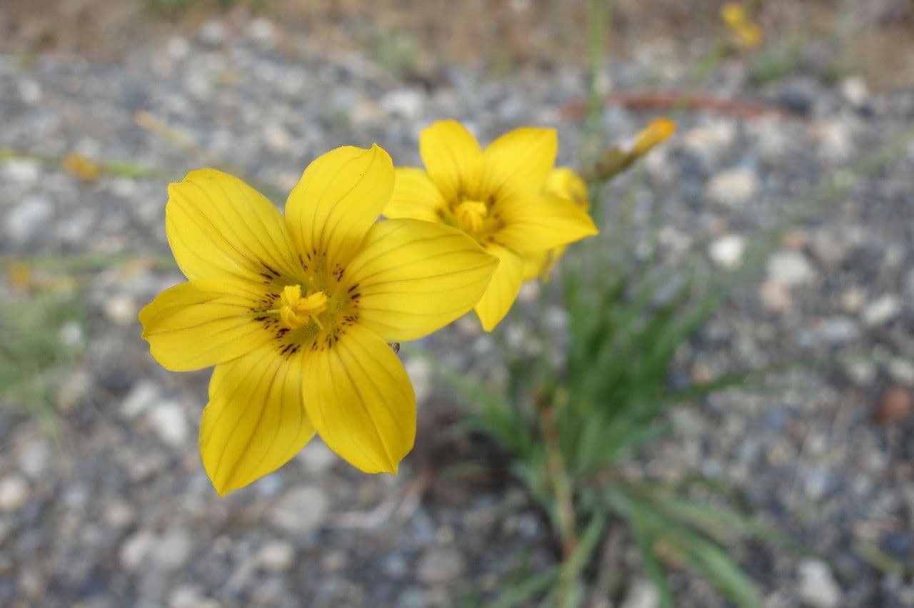 Sisyrinchium