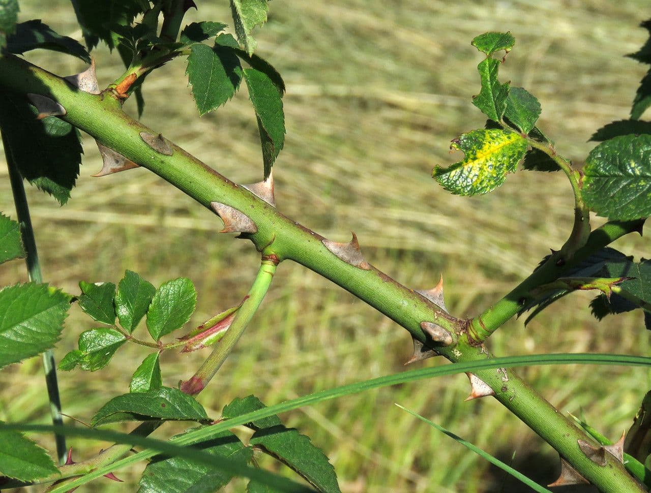 Rosa 24