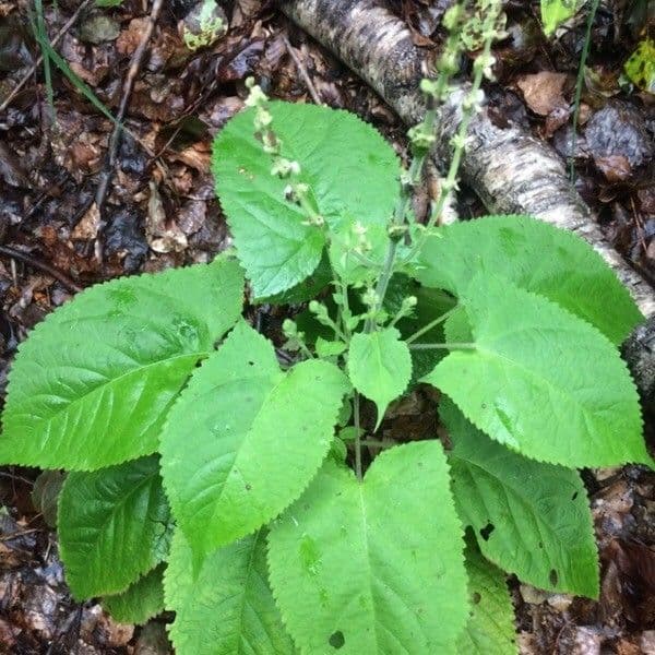 Salvia vischiosa 22