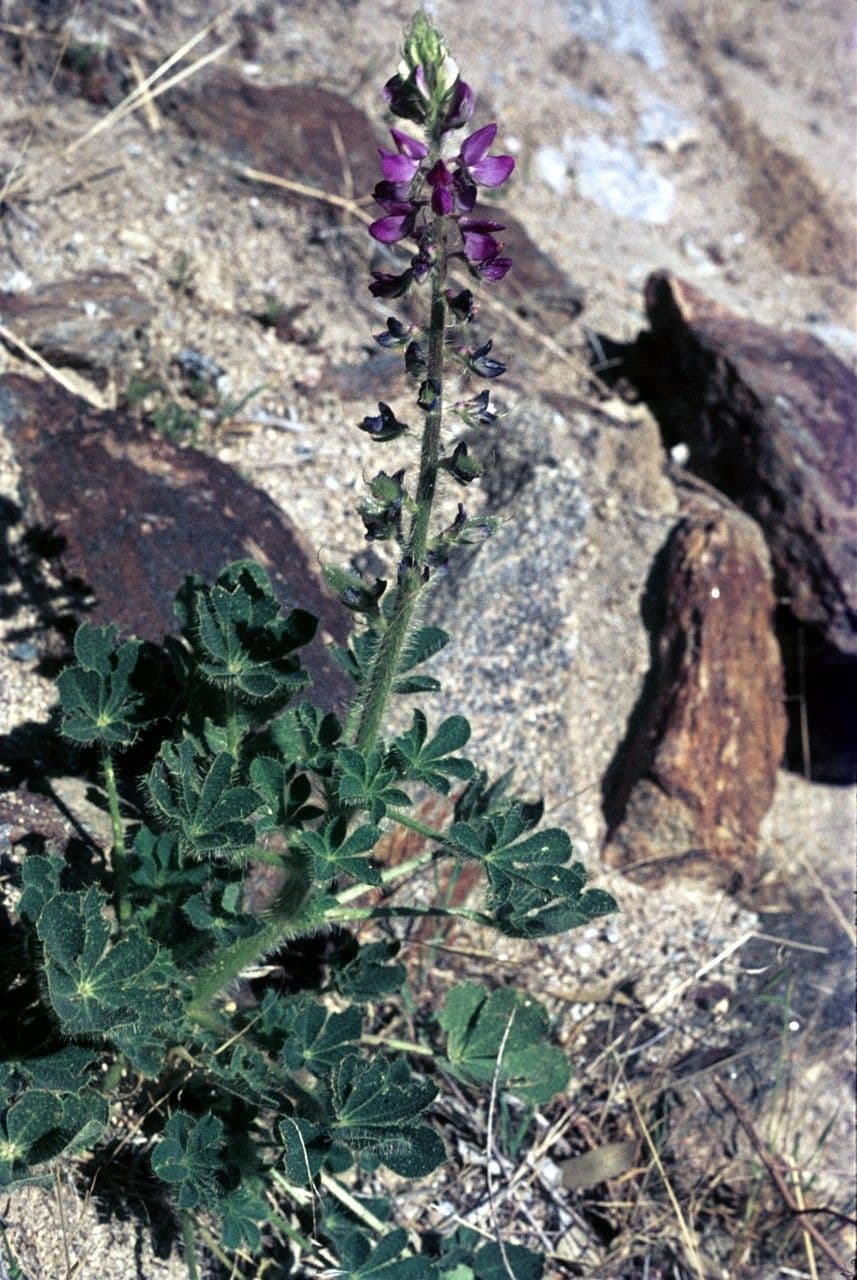 Borstiger Lupine 9
