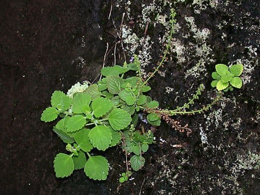 Plectranthus Parviflorus 9