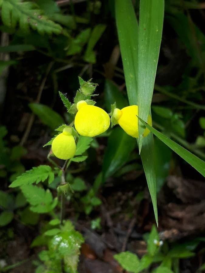Calceolaria 3