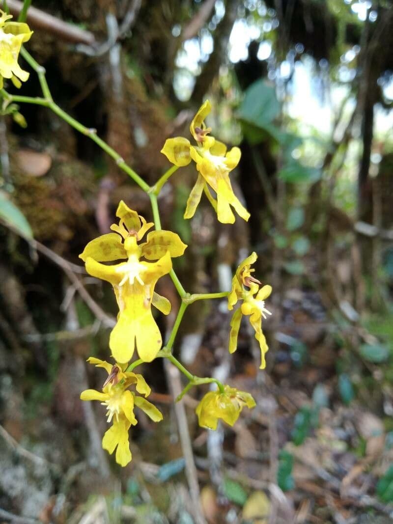 Oncidium ptasiodziobe 3