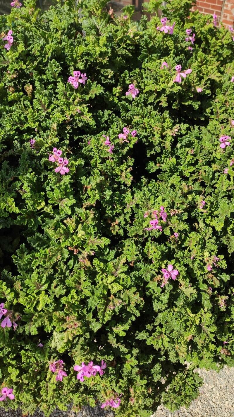 Eichenblättrige Pelargonie 6