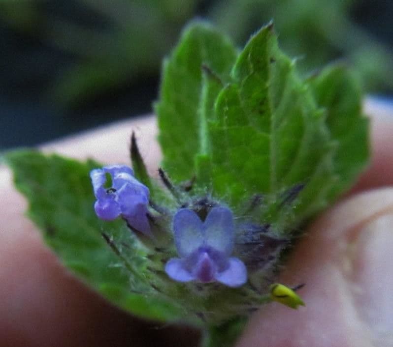 Marsypianthes 19