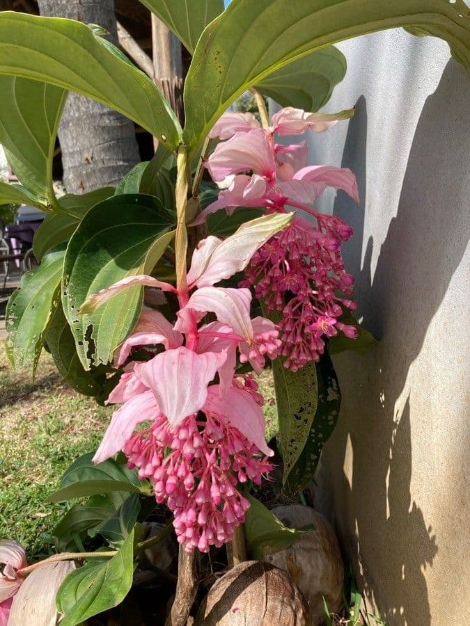 Medinila 28