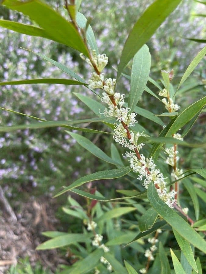 Weidenblättrige Hakea 10