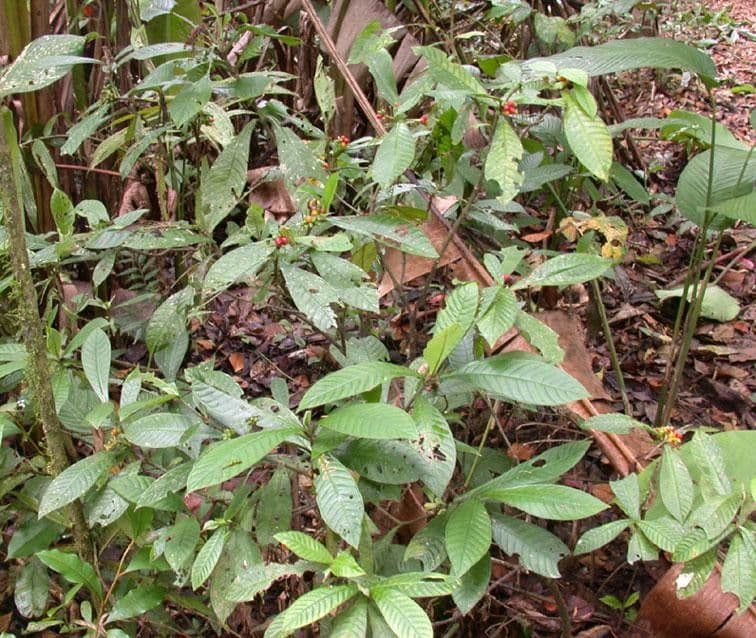 Psychotria 6