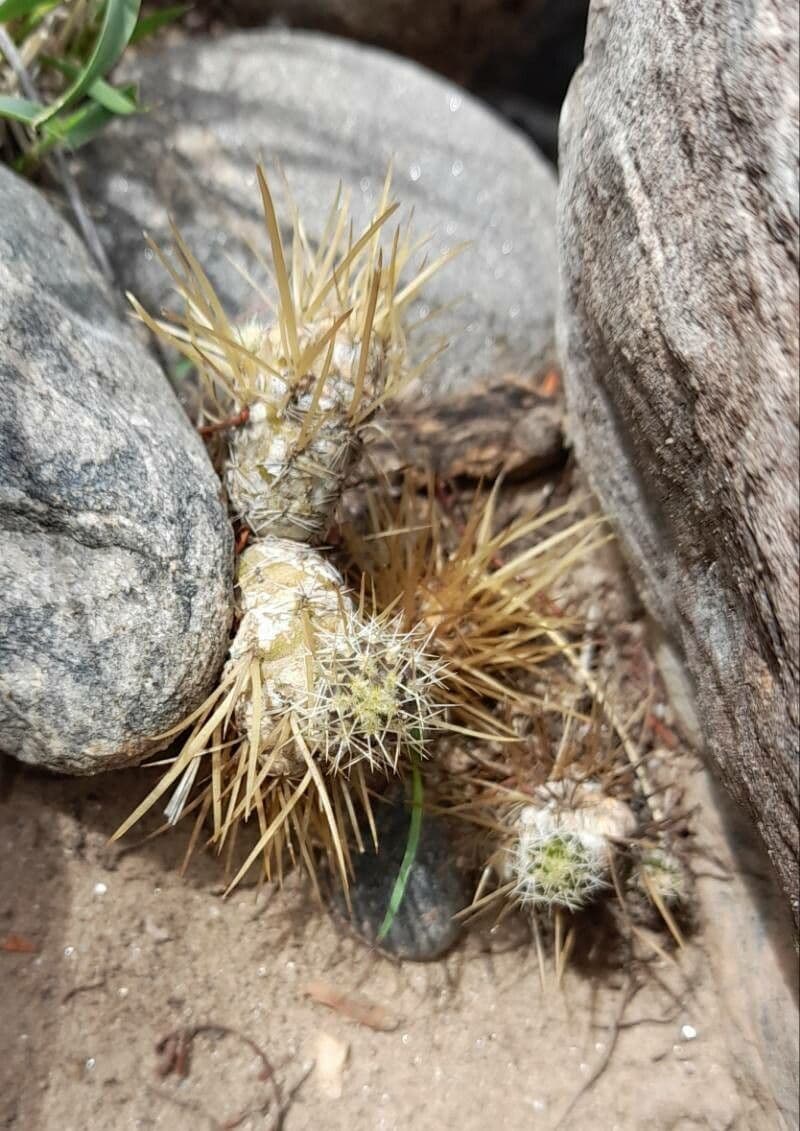 Maihueniopsis 4