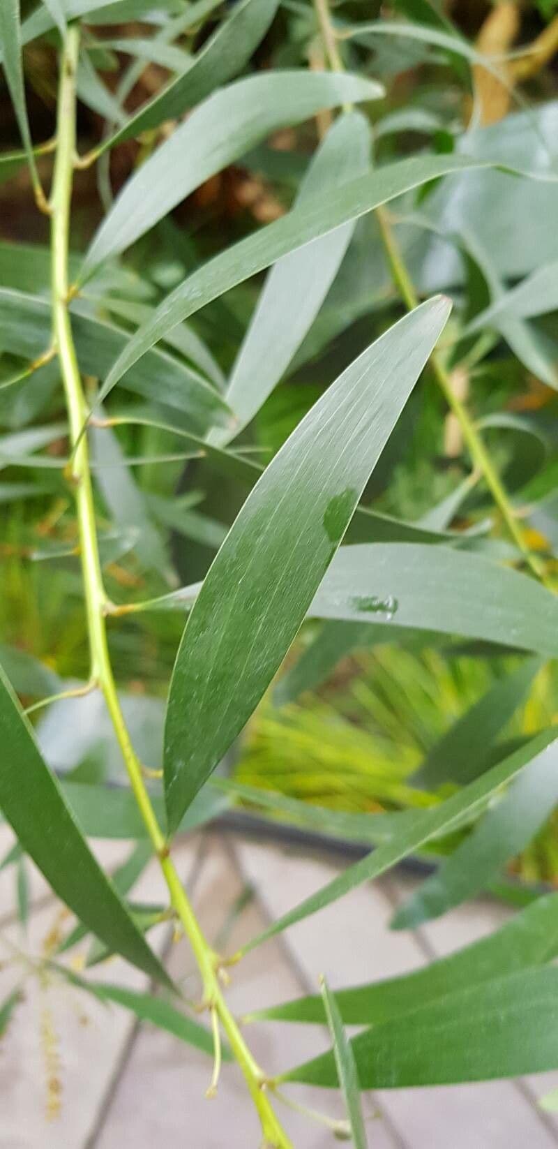 Acacia 17
