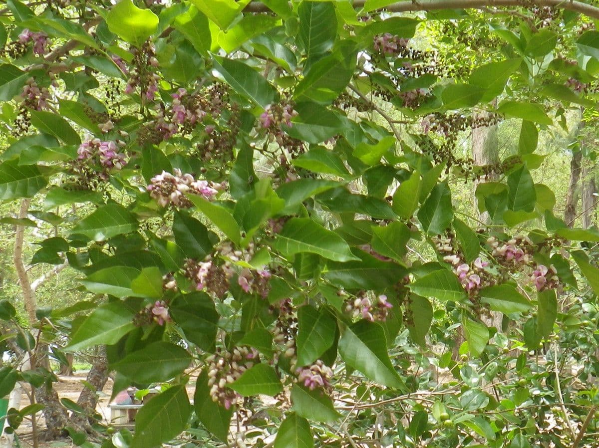 Pongamia 26