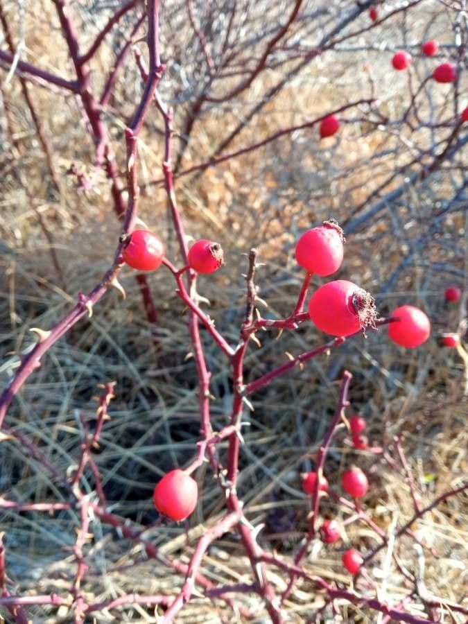 Rosa 2