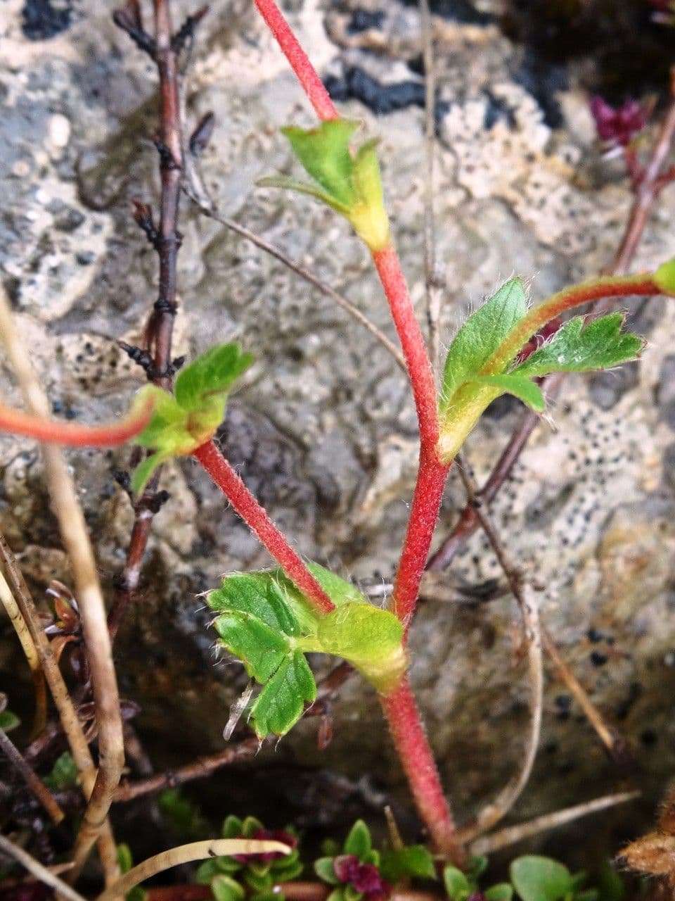 Potentilla pyrenaica 22