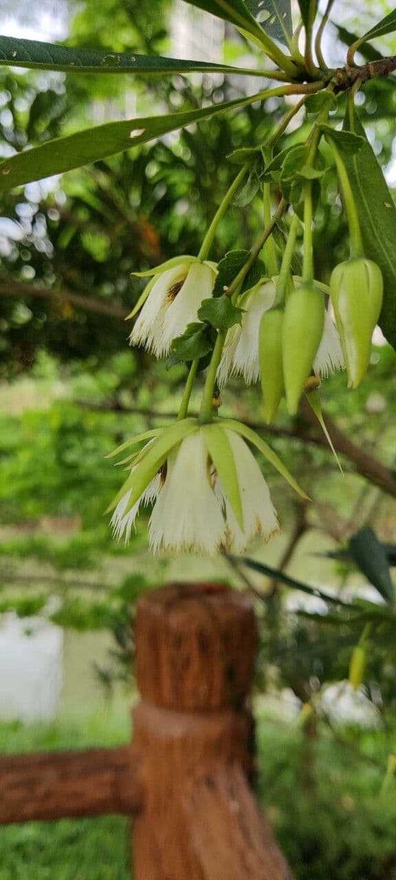 Elaeocarpus 3