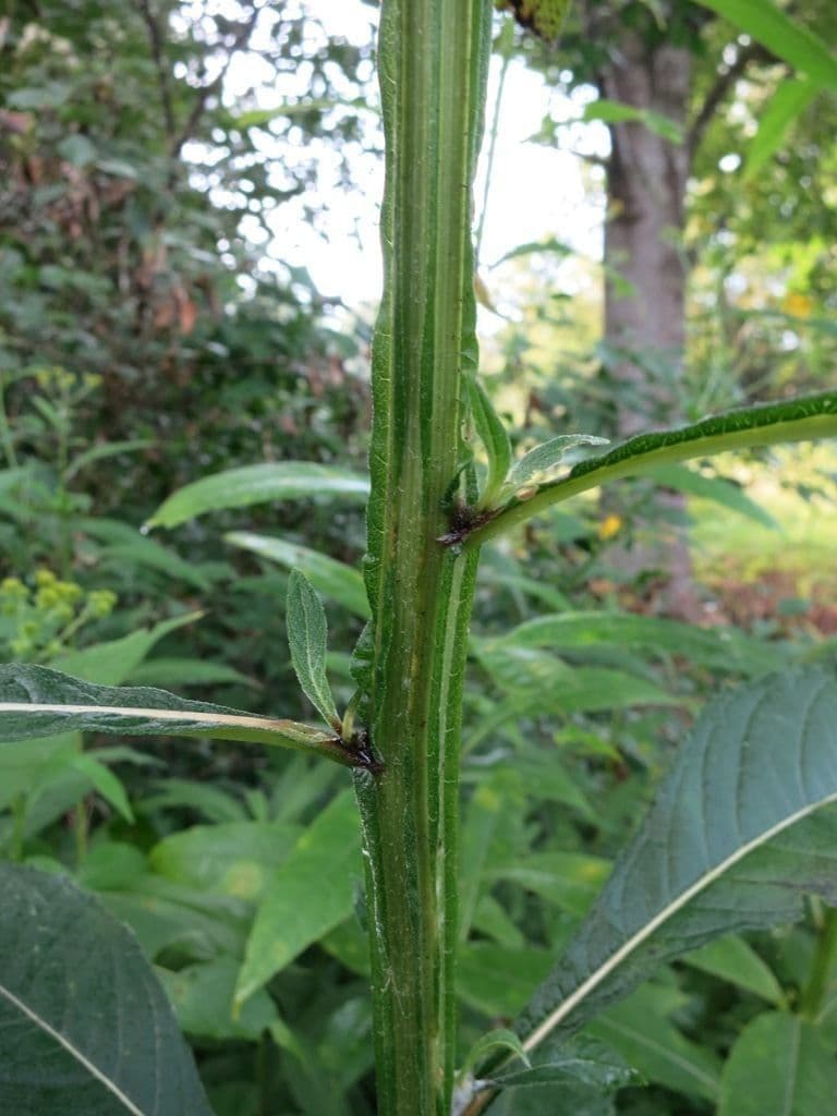 Flügelkraut 22