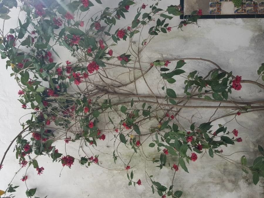 Cestrum elegante 23