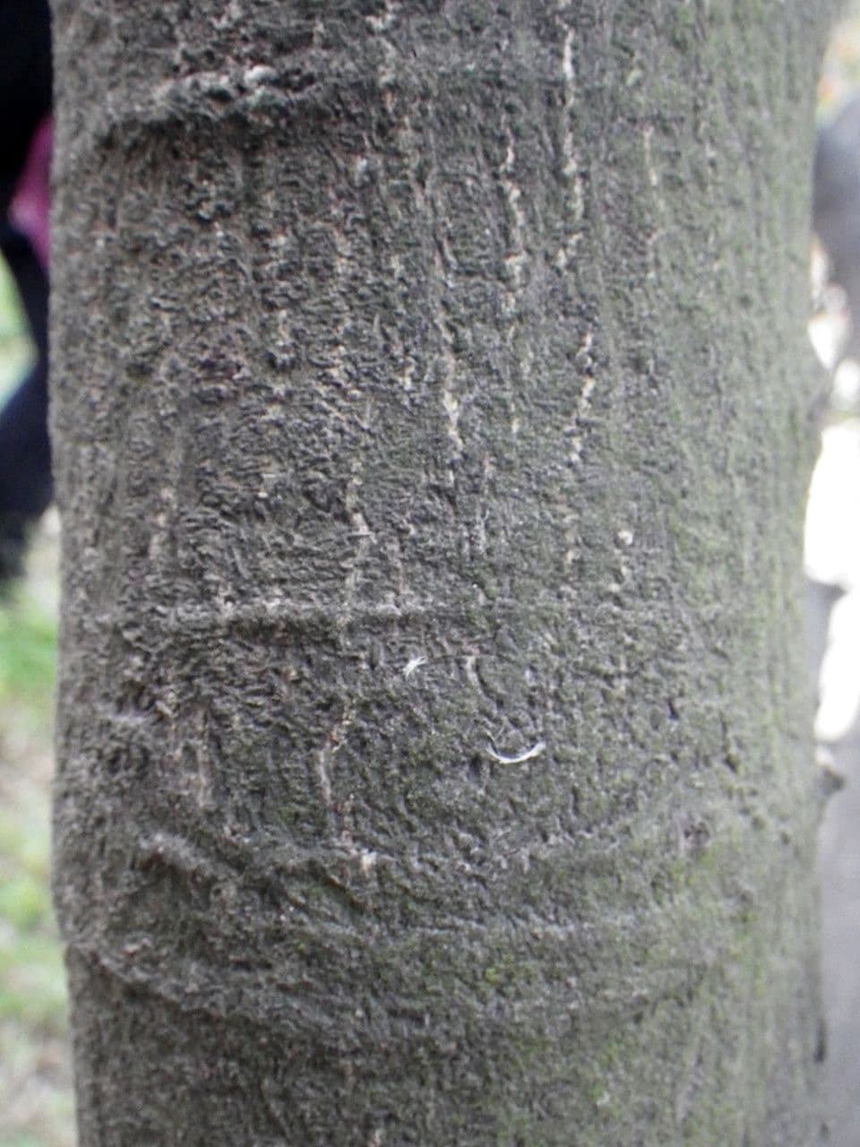 Euonymus myrianthus 17