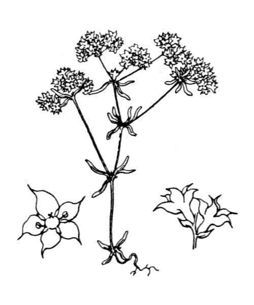 Chaetonychia 17