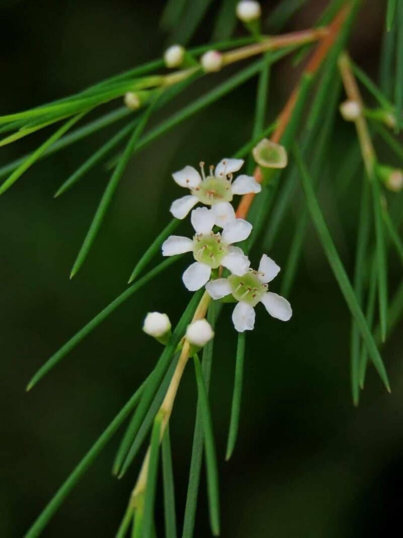 Baeckea linifolia