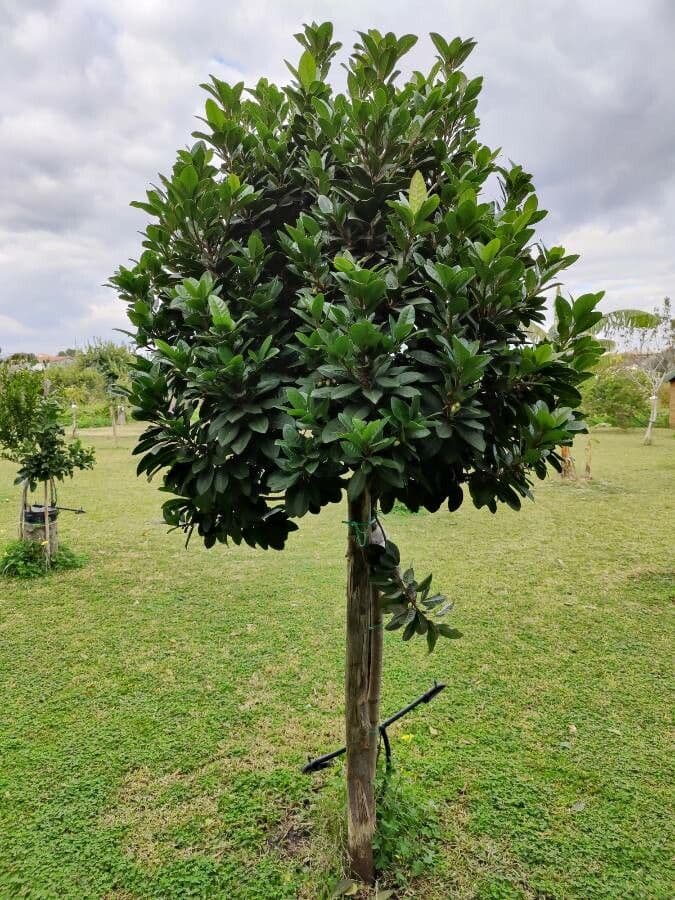 Pouteria 7