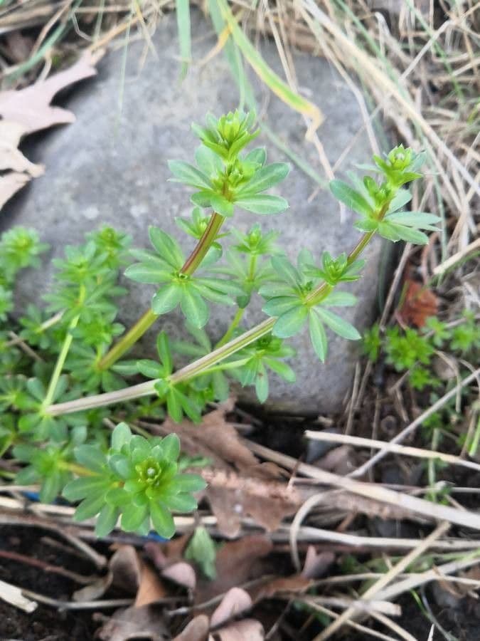 Rubia glauca 19
