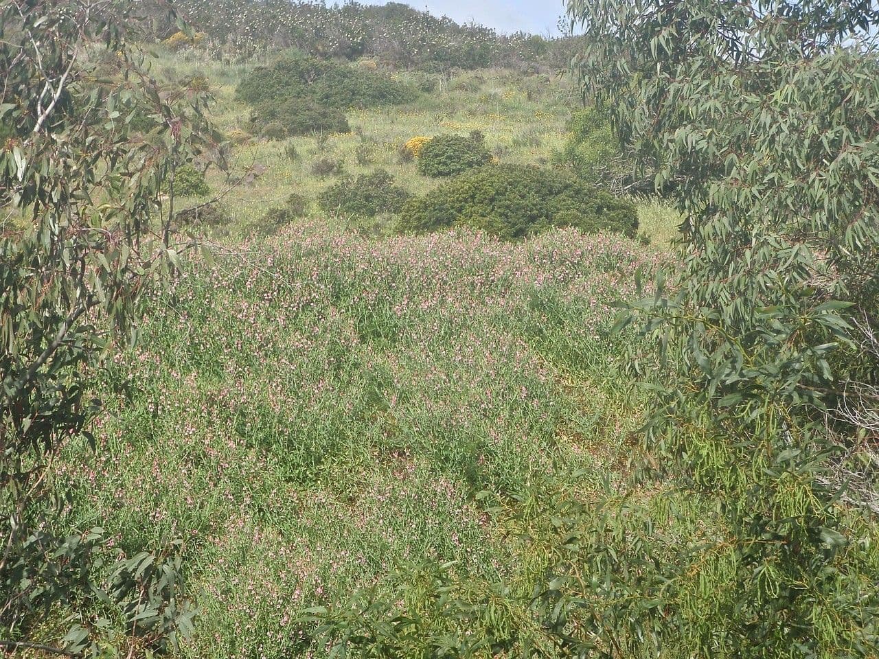Gesse de Tanger 15