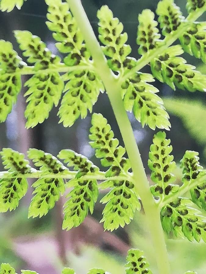 Athyrium