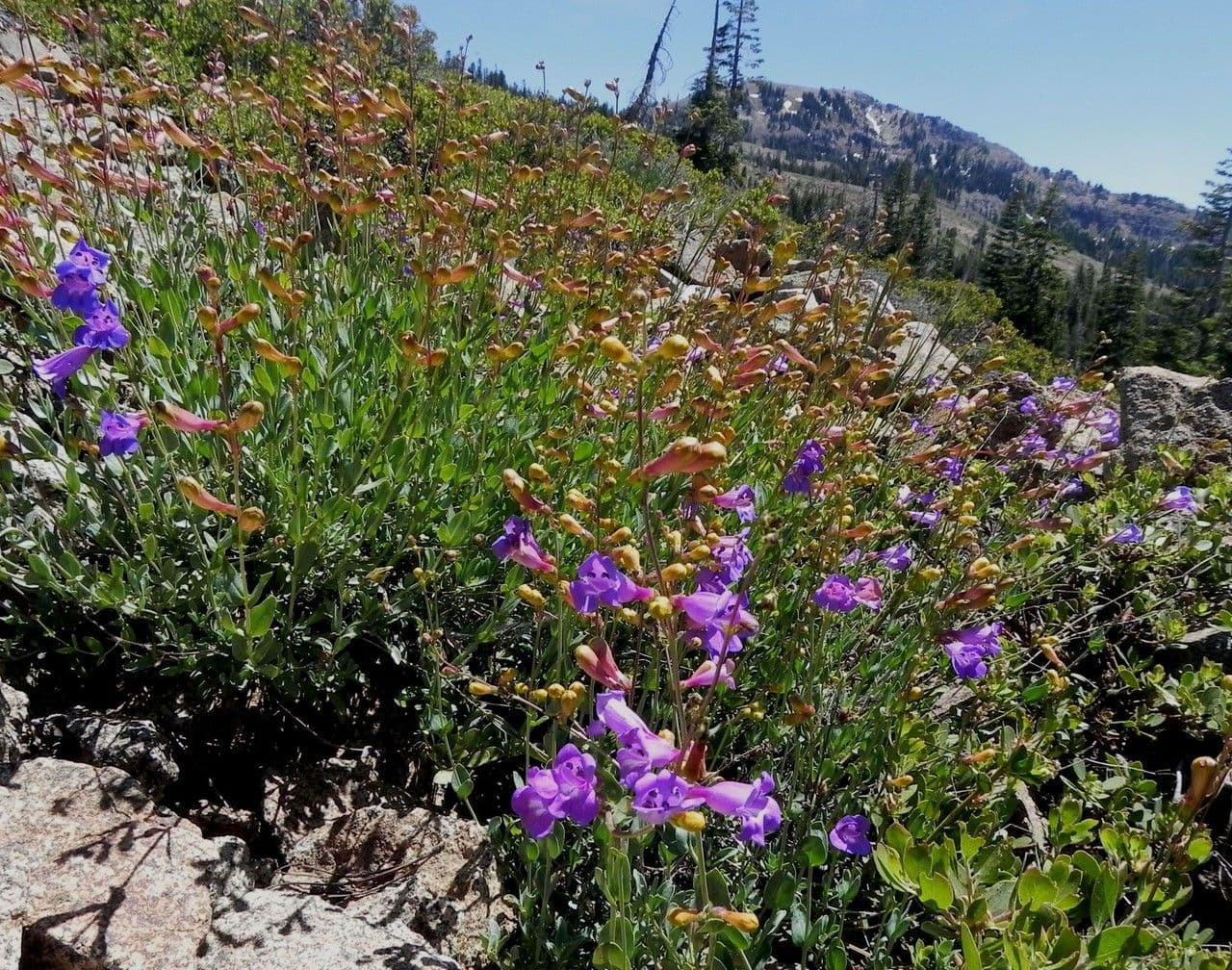 Penstemon azzurro 4